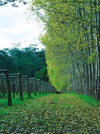 Hawke Brook Chalets Пембертон Экстерьер фото